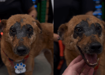 Cão com cicatrizes faciais enfrenta preconceito em feirinhas e ONG faz apelo por adoção: “Exclusivo e único”