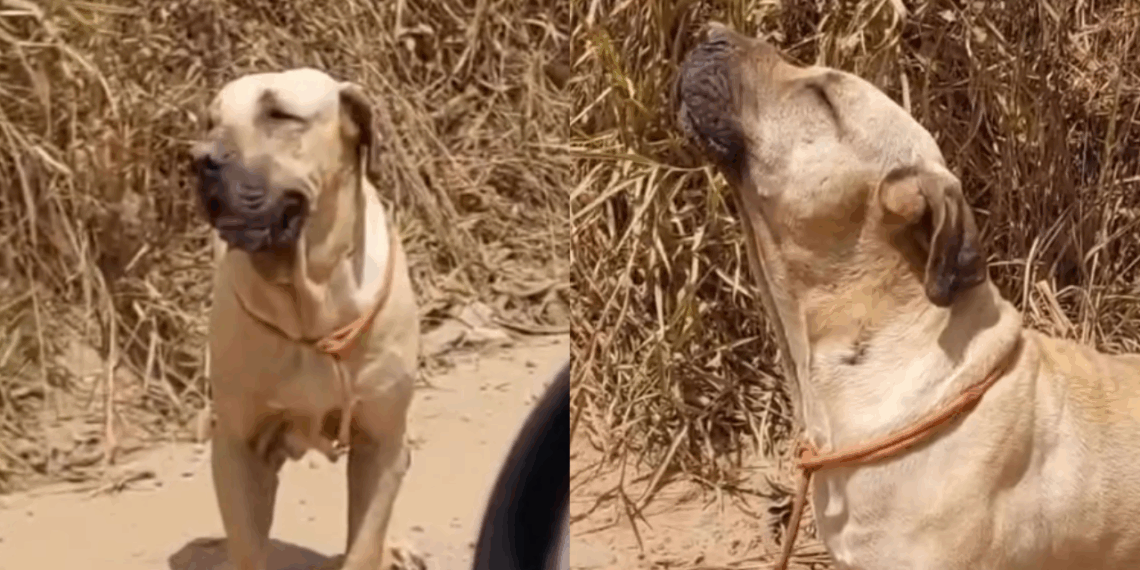 "Uivava sem parar": cão idoso recusa resgate esperando por quem o abandonou