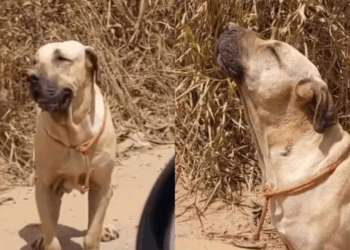 "Uivava sem parar": cão idoso recusa resgate esperando por quem o abandonou