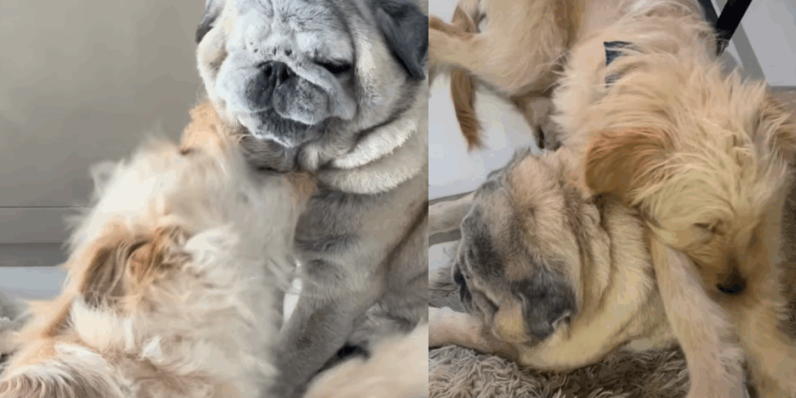 "Dei um cachorro para o meu cachorro": expressão de pug idoso ao lado do novo irmão vira meme na internet