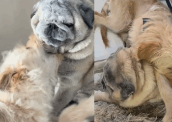 "Dei um cachorro para o meu cachorro": expressão de pug idoso ao lado do novo irmão vira meme na internet