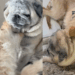 "Dei um cachorro para o meu cachorro": expressão de pug idoso ao lado do novo irmão vira meme na internet