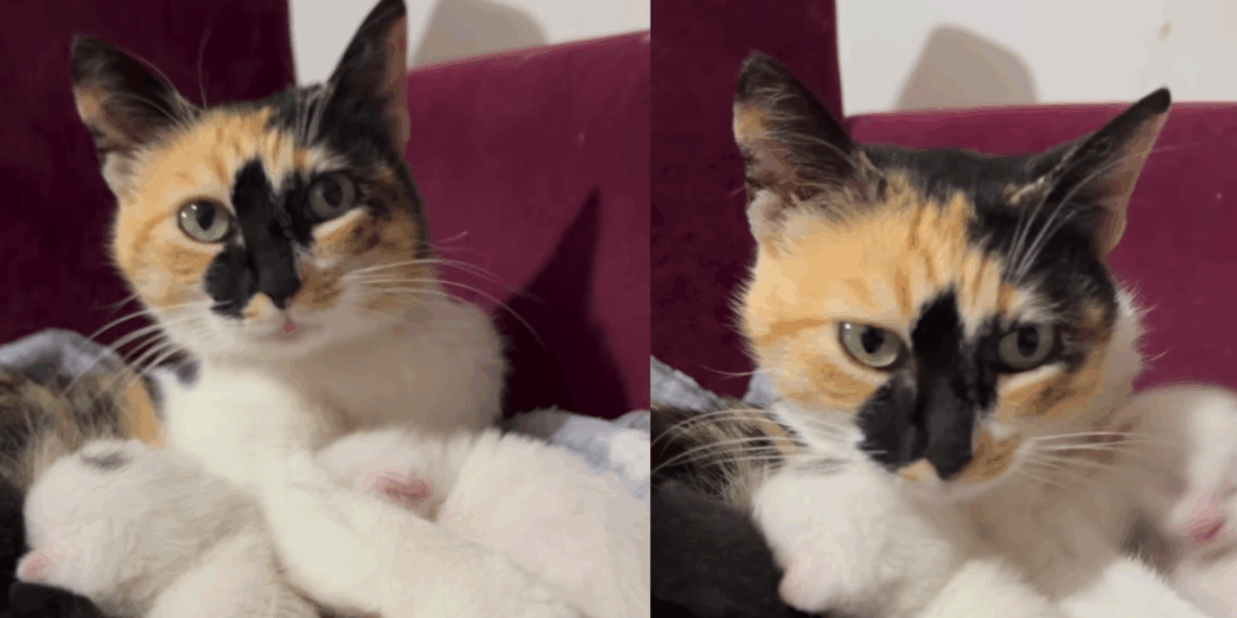 O resgate emocionante de gata grávida que terminou com uma ninhada surpreendente