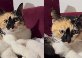 O resgate emocionante de gata grávida que terminou com uma ninhada surpreendente