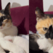 O resgate emocionante de gata grávida que terminou com uma ninhada surpreendente