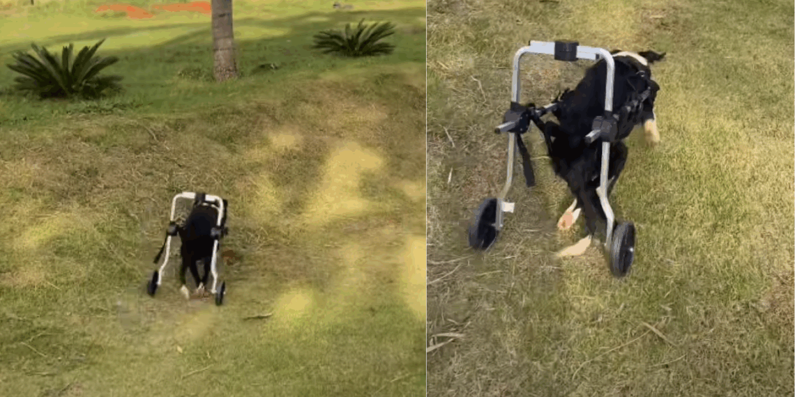 “Falaram sem limitações e ela entendeu sem limites”: Cachorrinha com paralisia ganha cadeirinha de rodas e sai em disparada