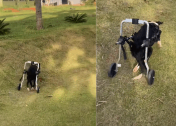 “Falaram sem limitações e ela entendeu sem limites”: Cachorrinha com paralisia ganha cadeirinha de rodas e sai em disparada
