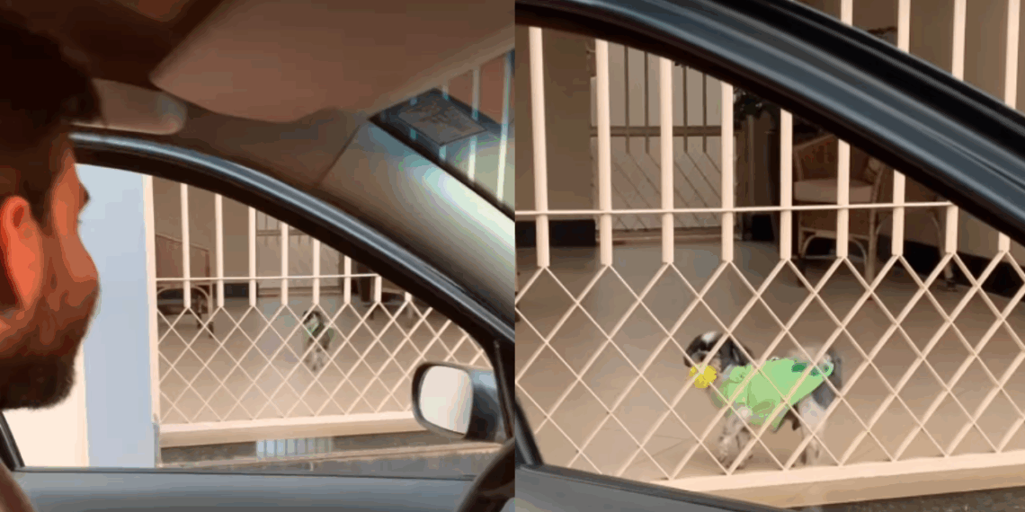 “Obrigado moço”: Conheça a história do profissional de Patos de Minas que parou o carro e devolveu o brinquedo favorito a um pet entristecido