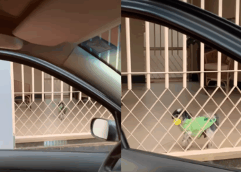 “Obrigado moço”: Conheça a história do profissional de Patos de Minas que parou o carro e devolveu o brinquedo favorito a um pet entristecido