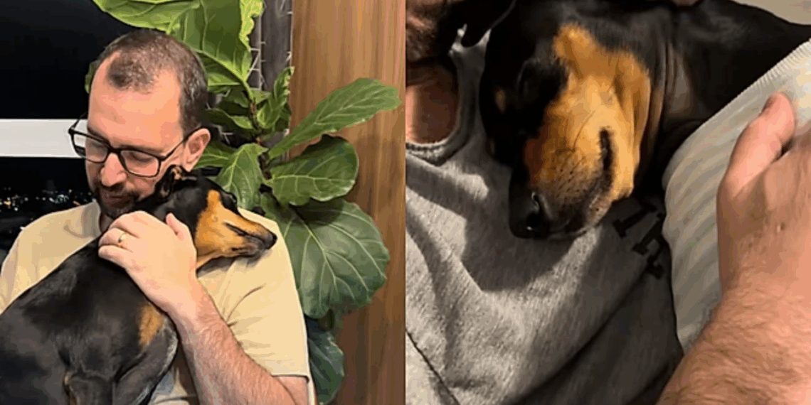 O destino bateu duas vezes: Thobias e Lucca, os cães idênticos que escolheram a mesma família em Cascavel