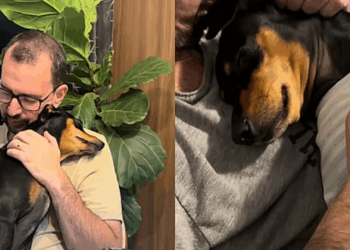 O destino bateu duas vezes: Thobias e Lucca, os cães idênticos que escolheram a mesma família em Cascavel