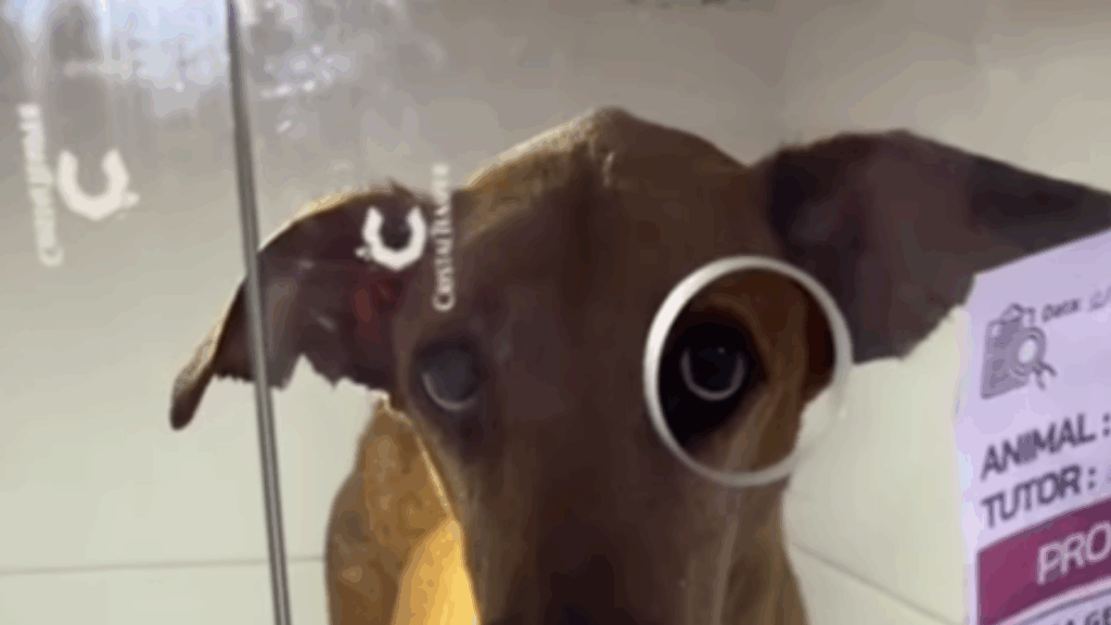 "Não queriam mais ele": cão é jogado na rua após tutor falecer