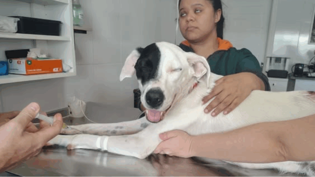 "Não sei se ela vai estar aqui amanhã": protetora realiza último desejo de cadela resgatada e a leva para ver a praia