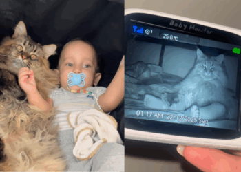 Gata internada se acalma com blusa de bebê e revela o poder do vínculo emocional entre espécies