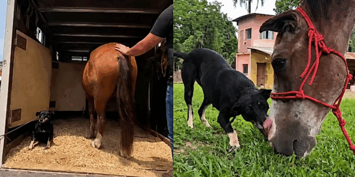 "Amigo, estou aqui": resgatistas se recusam a separar cavalo e cadela que só tinham um ao outro após abandono
