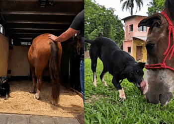"Amigo, estou aqui": resgatistas se recusam a separar cavalo e cadela que só tinham um ao outro após abandono