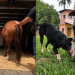"Amigo, estou aqui": resgatistas se recusam a separar cavalo e cadela que só tinham um ao outro após abandono
