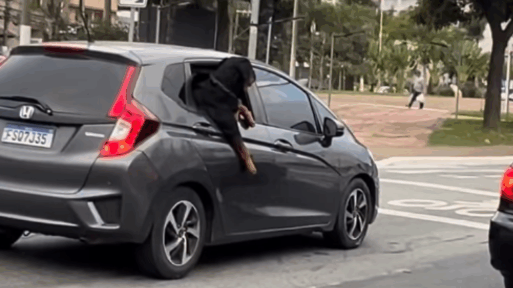 Motoqueiro tenta acariciar rottweiler gigante e a reação do cão surpreende: veja o vídeo