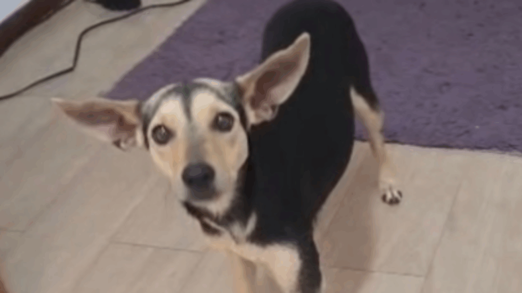 Protetora entrega cachorra errada para adoção, até família perceber o que estava faltando: "O encontro foi predestinado"