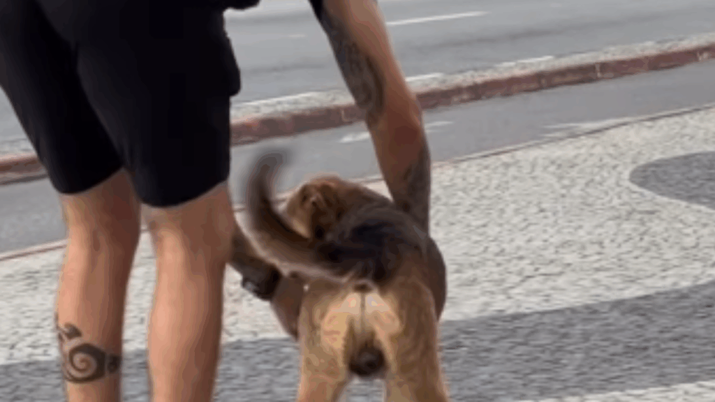 A emocionante história por trás das coleiras refletivas cães de rua que virou exemplo de empatia no Brasil
