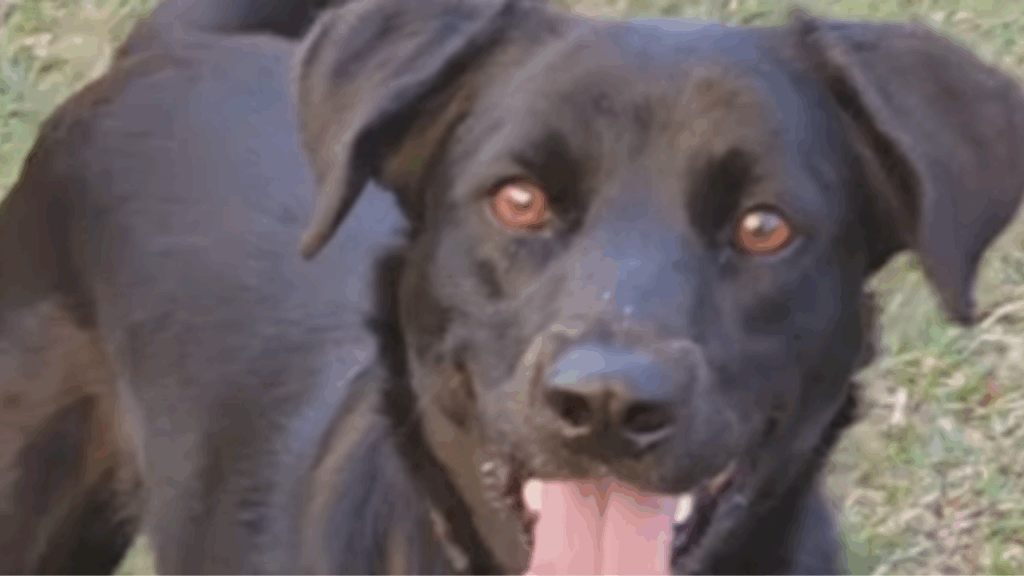 “Se semicerrar o olho, até lembra”: Família adota labrador, mas cão cresce totalmente diferente
