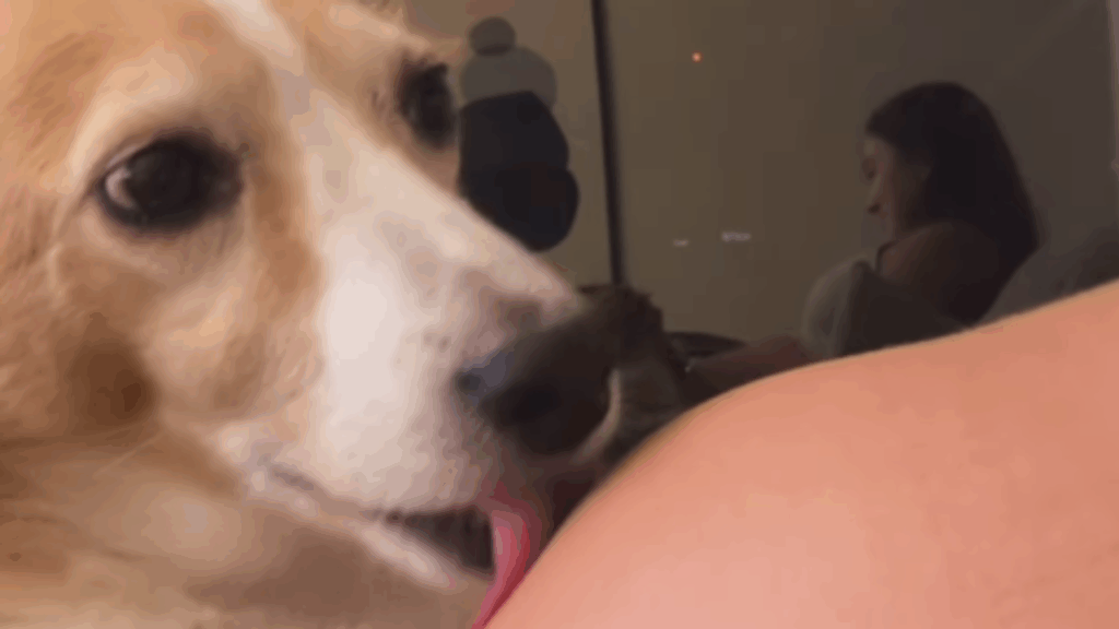 "A reação impressionante de quem já se sente irmã": Cadela sente movimento na barriga e surpreende tutora