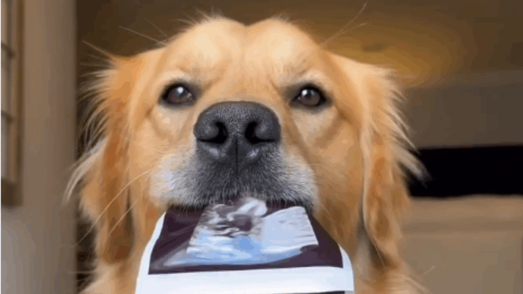 “Acho que ambos aprovam”: Como este golden retriever realizou o sonho de dormir com o melhor amigo humano após uma promessa de três anos