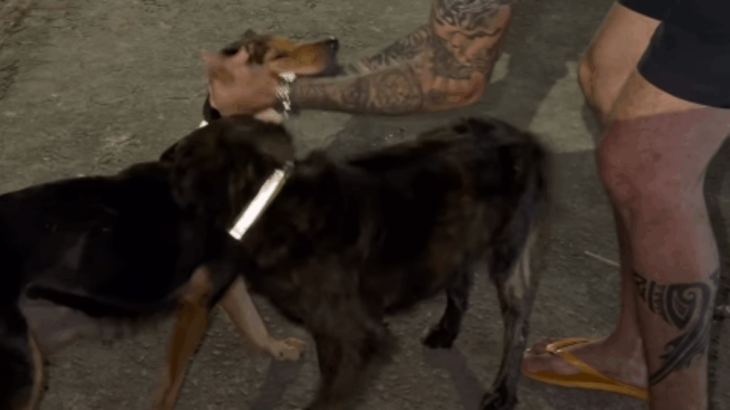 “Sinto que estou fazendo a minha parte”: Ativista coloca coleiras refletivas em cães de rua para evitar atropelamentos e incentivar adoções