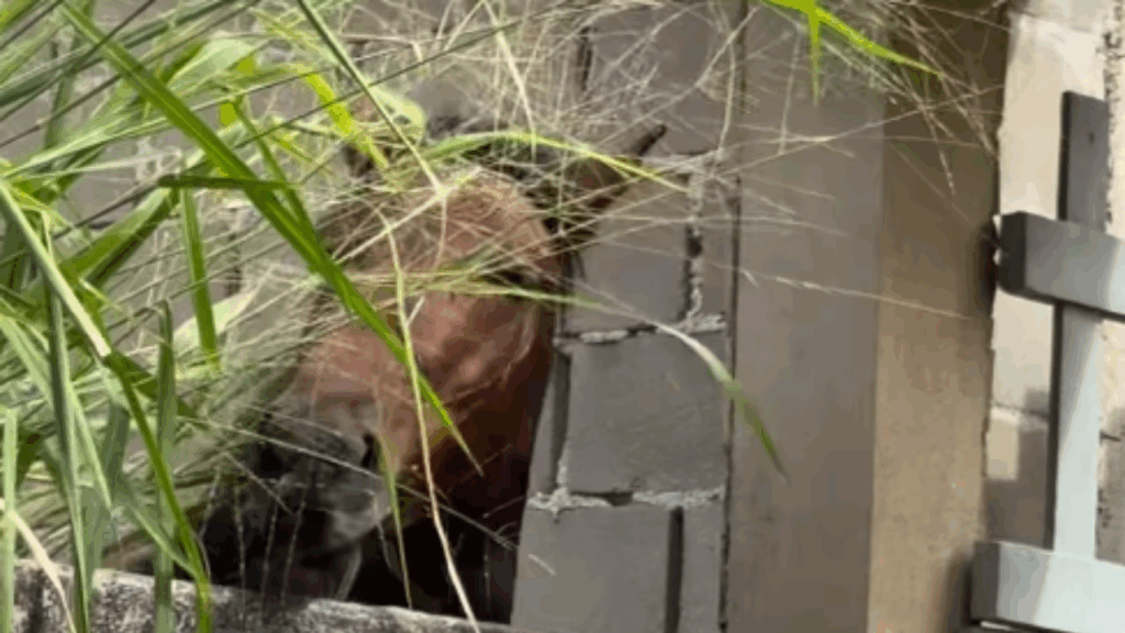“Fazendo o que os humanos não fazem”: Cavalo emociona a internet ao ser flagrado alimentando o próprio potro no Espírito Santo