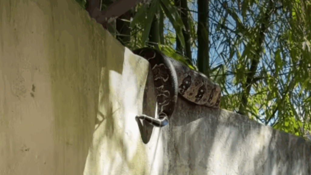 “Ela é tranquilinha”: Moradora do Rio de Janeiro encontra jiboia de dois metros tomando sol no muro de casa e decide batizá-la