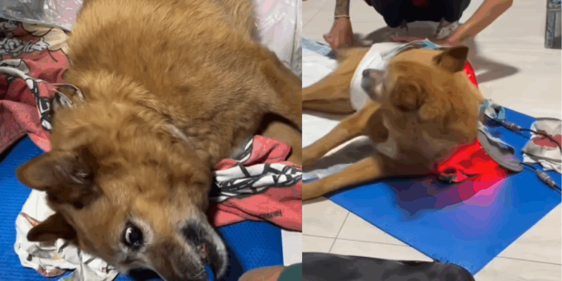 "A gente pediu mais uma chance": cão idoso paralisado após AVC surpreende família, faz fisioterapia e volta a correr