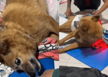 "A gente pediu mais uma chance": cão idoso paralisado após AVC surpreende família, faz fisioterapia e volta a correr