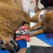 "A gente pediu mais uma chance": cão idoso paralisado após AVC surpreende família, faz fisioterapia e volta a correr
