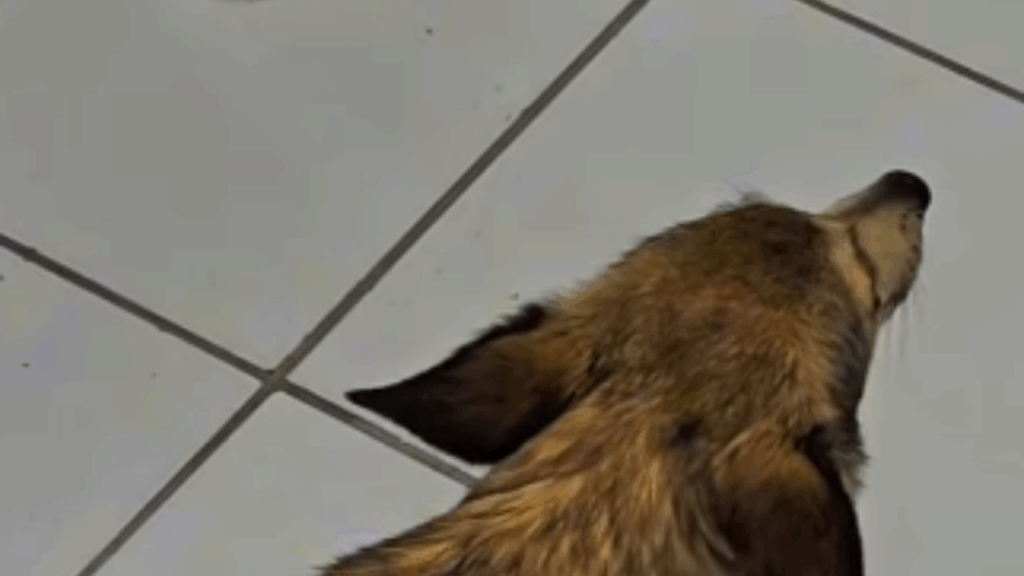 “Parecia animal silvestre”: Teste de DNA em cadela resgatada revela verdade surpreendente
