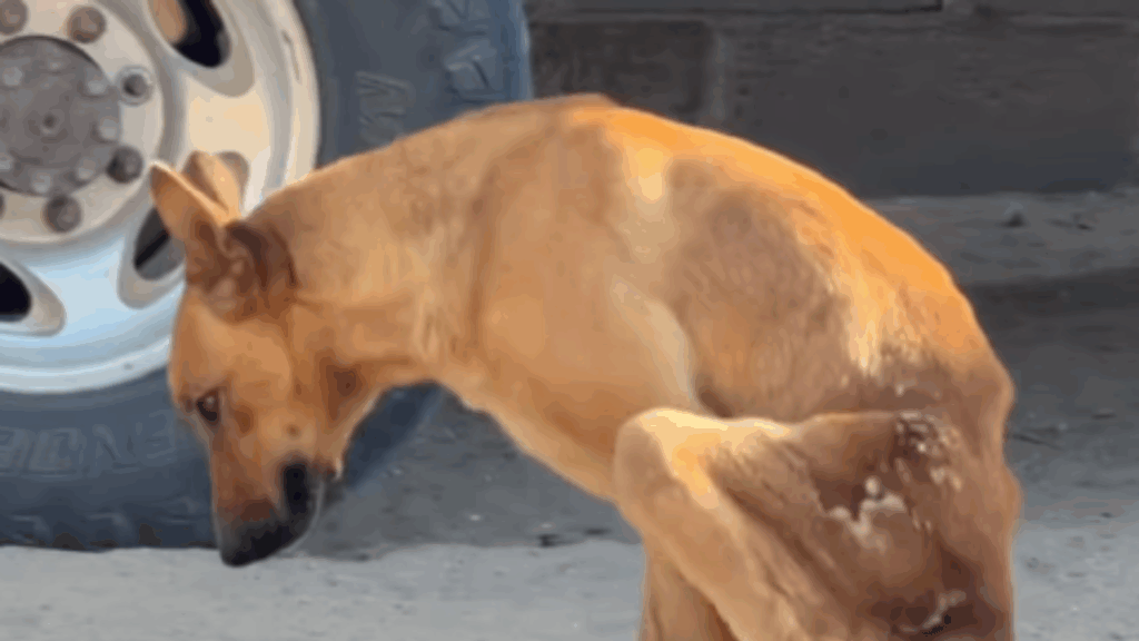 Cadela paralítica se arrasta em estrada para pedir carinho a estranhos: "Nunca mais estará sozinha"