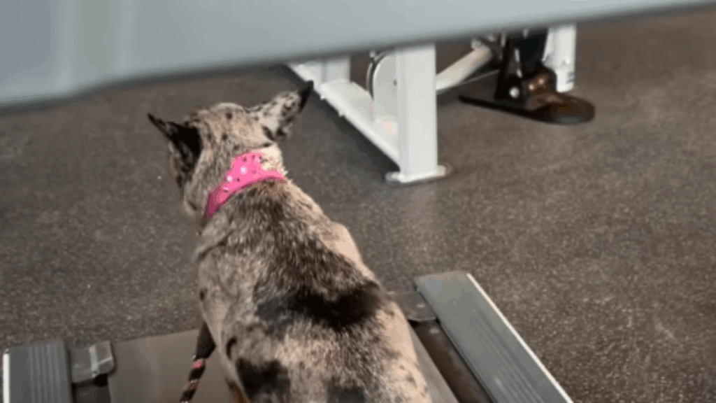 "Treino intervalado": cachorrinha cria estratégia hilária para não andar na esteira e viraliza