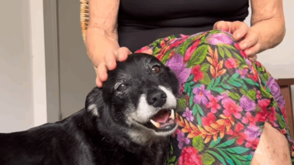 Cão de 14 anos sai do abrigo, ganha novo lar e surge radiante após 15 dias: “Ele está sorrindo!”