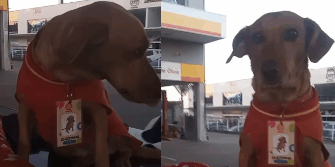 “Funcionário do mês”: caramelo adotado por posto de combustíveis ganha uniforme, crachá e rotina de mimos