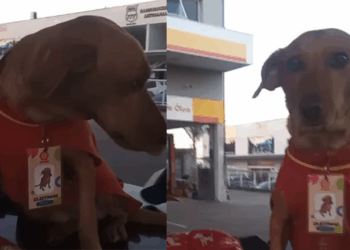 “Funcionário do mês”: caramelo adotado por posto de combustíveis ganha uniforme, crachá e rotina de mimos
