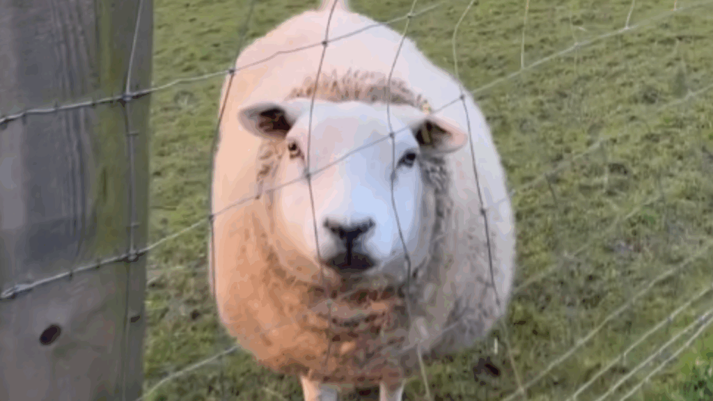 “Não são só os cães”: A reação apaixonante de Pandora ao ver sua cuidadora que mudou para sempre a história de um santuário animal