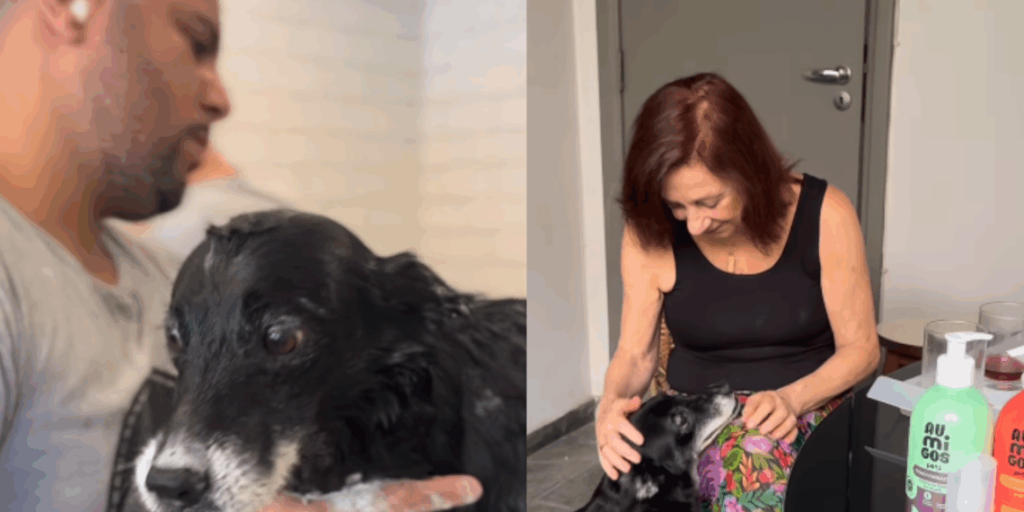 Cão de 14 anos sai do abrigo, ganha novo lar e surge radiante após 15 dias: “Ele está sorrindo!”