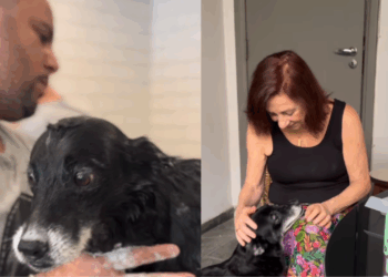 Cão de 14 anos sai do abrigo, ganha novo lar e surge radiante após 15 dias: “Ele está sorrindo!”