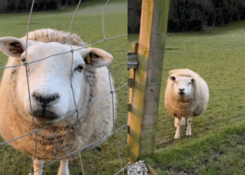 “Não são só os cães”: A reação apaixonante de Pandora ao ver sua cuidadora que mudou para sempre a história de um santuário animal