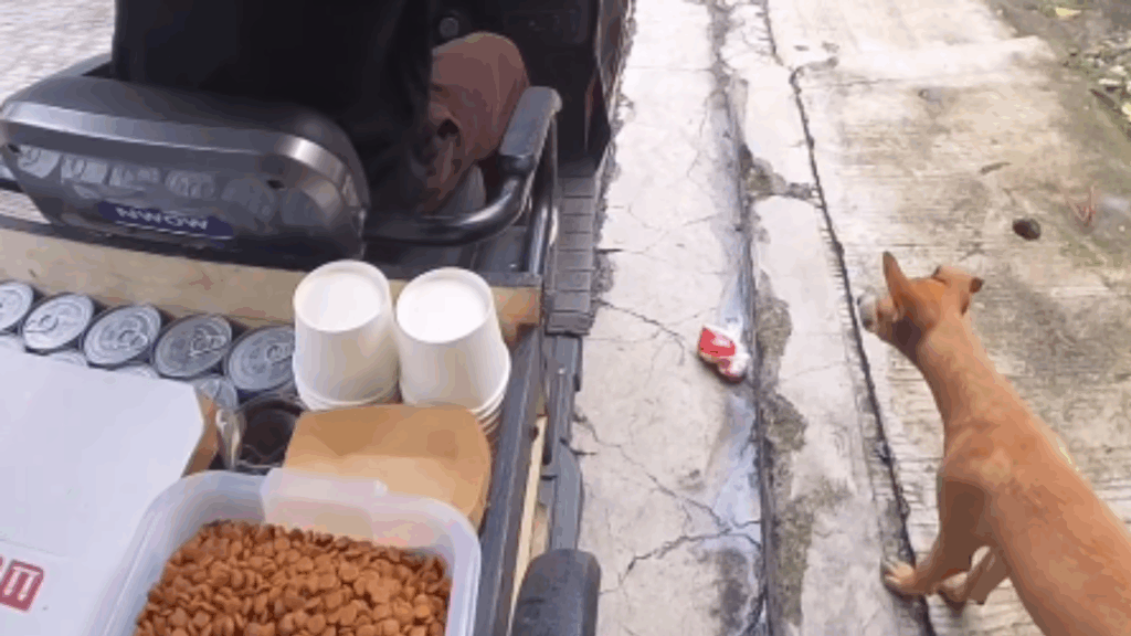 “Uma tigela de cada vez”: De dias difíceis à corrente do bem: como a compaixão pelos animais salvou a vida de um jovem nas Filipinas