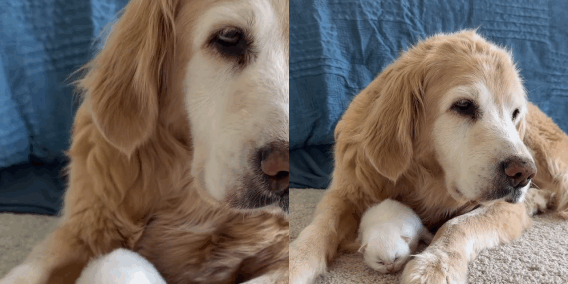 "Você precisa conhecer meus bebês": gata recém-mamãe apresenta filhotes à golden idosa de 15 anos e encanta a web