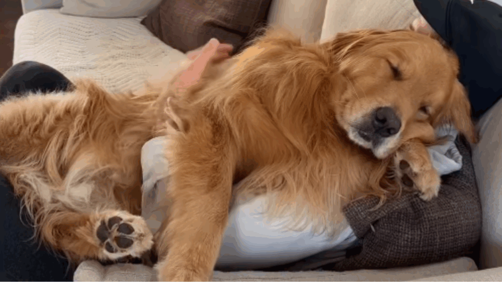 Golden retriever fica inconsolável quando o dono sai de casa e tutora revela: “Somos os humanos de apoio dele”