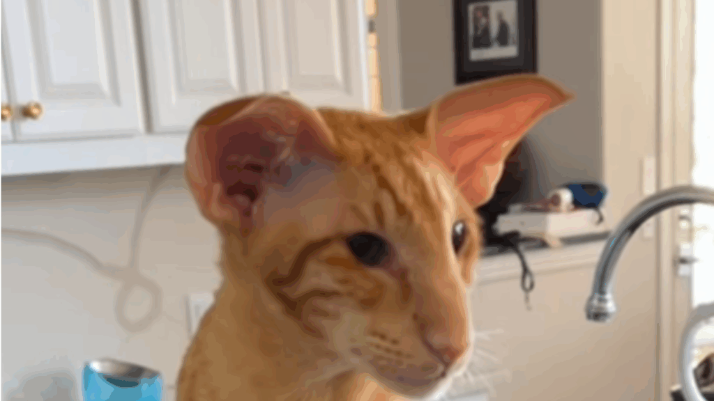 "Um verdadeiro gatão laranja": Tutor revela rotina hilária com gato de orelhas de elfo