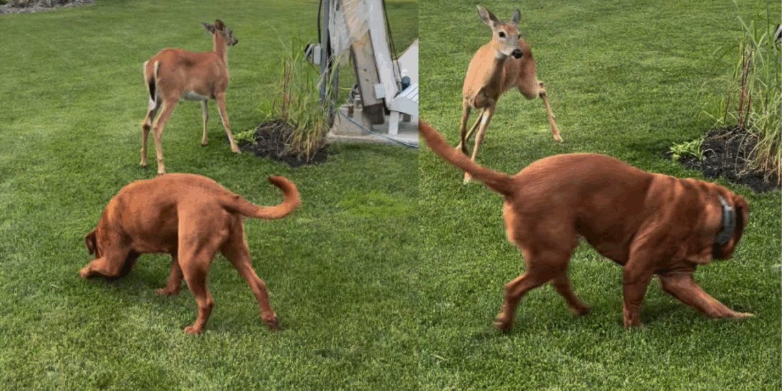 Cervo selvagem visita quintal todos os dias para brincar com cão gigante e vídeo atinge 1,2 milhão de views