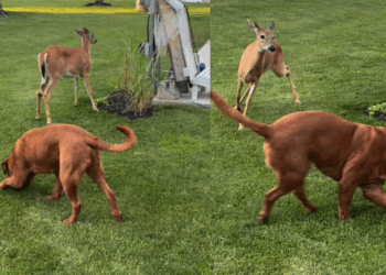 Cervo selvagem visita quintal todos os dias para brincar com cão gigante e vídeo atinge 1,2 milhão de views