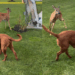 Cervo selvagem visita quintal todos os dias para brincar com cão gigante e vídeo atinge 1,2 milhão de views